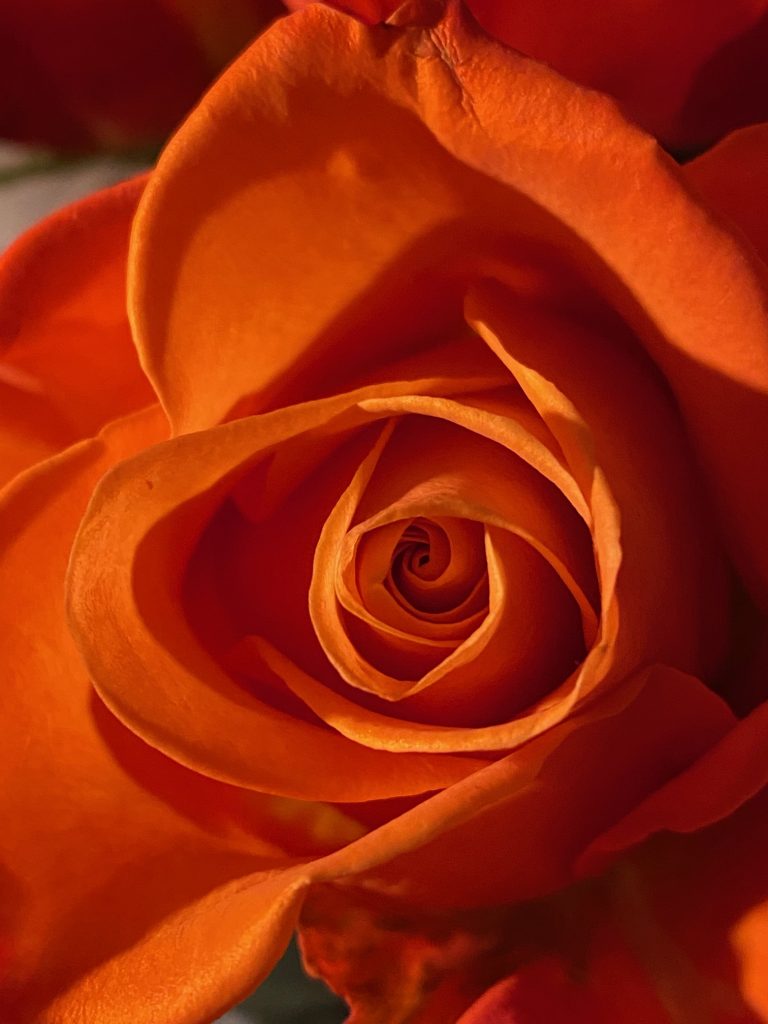 Flame-colored rose