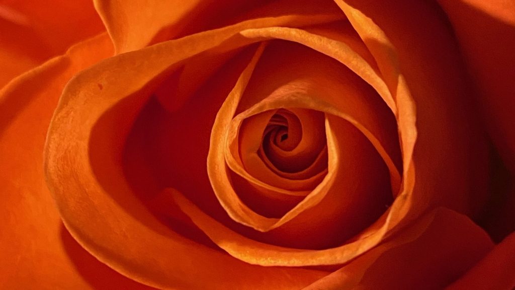 Flame-colored rose
